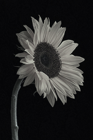 Aceite de Semilla de Girasol