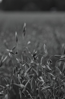 Extracto de avena (avena sativa)