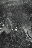 Extractos marinos (Spirulina)
